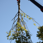 Leaf Removal