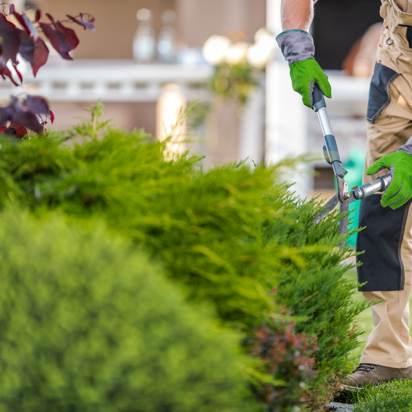 Tree & Shrub Maintenance